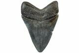 Serrated, Fossil Megalodon Tooth - South Carolina #307551-1